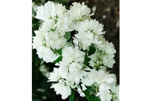 BALDUR Garten Schneeweißer Duft-Jasmin,1 Pflanze, Philadelphus lemoinei Gartenjasmin duftend winterhart Duft-Jasmin, pflegeleicht, blühend, Blütenstrauch, Sommerjasmin