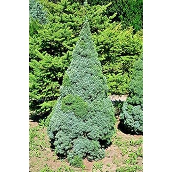 Silberfichte Blaufichte Picea Pungens 50-80cm Tanne Fichte