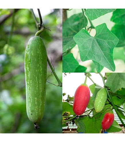 Semi Di Tindora / Kundru - Zucca Edera (Coccinia Grandis) - 10+ Semi - Valeyrac Exotics