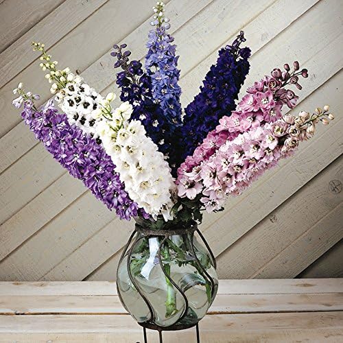 JPD Plants Delphinium Magic Fountains Multi Coloured 3x9cm Pots