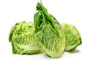 ACQUA TOWER GROWING SYSTEMS Lettuce Plants, 'Little Gem', 8 x Plug Plant Pack, Lettuces, Garden Ready and Ready to Plant, Indoor or Outdoor, Premium Quality Salad Plants