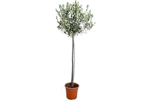 Bloomique - Olea Europaea - Olivier sur tige - Plantes de jardin - Rustique - Hauteur 100-120 cm - Pot 21 cm