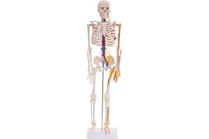 ‎MEDMOD MedMod Anatomie Skelett 87 cm, detailliertes menschliches Skelett aus PVC mit Nerven und Arterien, für Schule, Studium und Anatomie-Training, Lehrmodell