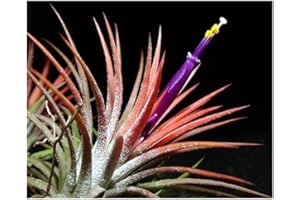 EXOTIC PLANTS Tillandsia ionantha - Fille de l air - 5 graines
