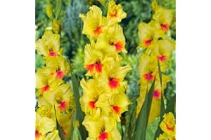 SCHONE 7 x Gladioli Jester – Premier Collection – Ideal Cut Flowers – Cheerful Spikes with Yellow Blossoms – Perennials – for Your Beautiful Summer Garden