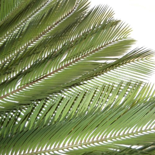 Set aus 3, 41 cm, Cycas Palmenblättern-Deko-Blätter - 6