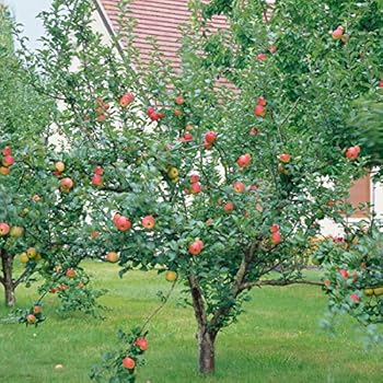 Dominik Blumen und Pflanzen, Apfel Gravensteiner® Busch, 1