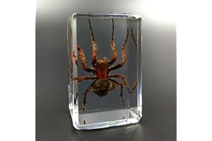 Earnmore Insect Resin，Real Giant Insect Paperweight Taxidermy Specimen ，Real Insect Specimen Transparent Resin Creative Small Ornaments Kindergarten Teaching Observation Toy Scorpion Spider Beetle