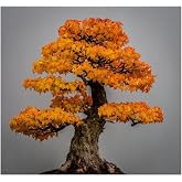 Dashing Look Liquidambar Bonsai Ağacı Tohumu 5 Adet Bonsai Ağacı Tohumu TH-8777963100012