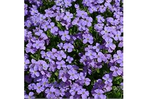 ARBORIX 6 x Aubrieta 'Cascade Blue' - Perenni Vaso 9cm x 9cm