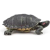 Florida Turtle