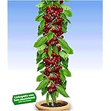 BALDUR Garten Säulen-Kirschen 'Stella', 1 Pflanze, Prunus avium Säulenobst Kirschbaum