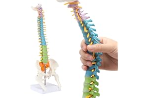 RONTEN-Wirbelsäulenmodell, 16,5-Zoll-Farbmodell der menschlichen Wirbelsäule mit Spinalnerven, Bandscheiben, Beckenmodell, ideal zum Lernen, Lehren und Präsentieren