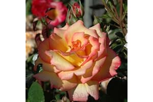 Peter Beales Roses UK Sheila's Perfume Bush Rose, Yellow with Red Edge, 75cm x 60cm, Very Fragrant, Award-Winning Floribunda