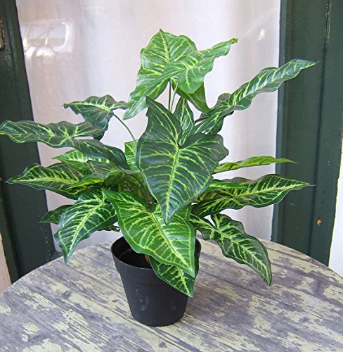 Künstliche Nephthytis Pflanze getopft ca. 45cm Top Qualität