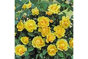 Golden Gate®, rosa rampicante in vaso di Rose Barni®, pianta rifiorente a mazzi, h. raggiunta fino a 5 metri, pianta di rosa resistente alle malattie, leggermente profumata, cod.18031