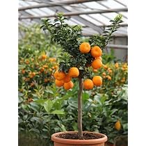 Pianta Di Arancio Washingtonia Innestata In Fitocella - Agrumi Di Sicilia, Made In Italy, Vivaio Castelletto