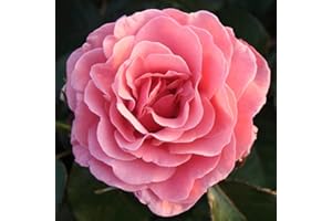 Carbeth Plants Rose Bush Amazing Grace - 1 Rose Plant in 3L Pot - Potted Roses Plants Outdoor Garden Ready to Plant Flowers - Ideal Flowers for Garden Growing in Bed, Borders and Patio Pots