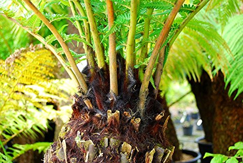 Dicksonia antarctica – seltener Garten Baumfarn mit palmähnlicher Stammbildung (80-100 cm) - 2