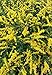 Produktbild AGROBITS Flowes. Solidago 'gelb s' 'Stange' 500 gesehen. Beim Kauf von 3 g 1 frei