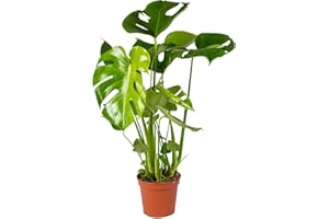 DECOALIVE Planta de Interior Natural Monstera Deliciosa Planta Resistente y Fácil de Cuidar