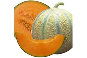 PREMIER SEEDS DIRECT - MELON -Cantaloupe di Charentais (Organic) 50 seeds
