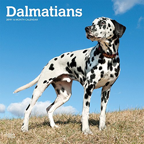 Download Dalmatians 2019 Calendar