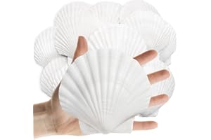 Lanwexy 20PCS Sea Shells Scallop Shells Natural White Sea Shells for DIY Craft Crafting,Painting,Baking,Home Decor and Beaching Wedding Decoration (10-12CM) Seashells Bulk