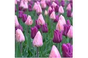 Tulip Triumph Purple and Pink Mix Tulips x 50 Spring Flowering Bulbs, by Growtanical®