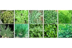 Viridis Hortus -10 Pack Herb Collection Seeds - Anise, Caraway, Chives, Coriander, Cumin, Dill, Fennel, Marjoram, Mint & Parsley