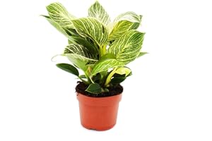 Exotenherz – Philodendron White Wave – vit-randig filodendron i 12 cm kruka