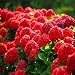 Produktbild Mehrjährige Blumensamen Pflanzensamen Hortensien Samen Schöne Einzigartige 20 teile/beutel 5 Farbe Pflanzer Bonsai