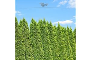 Gardline - Lebensbaum Thuja Smaragd 160-180 cm. 3-150 Thuja Pflanzen. Sichtschutz Hecke - 8 St. (ca. 3,5 Meter)