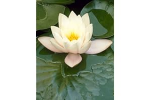 BLOOMIQUE Lirio de agua blanco | Nymphaea 'Marliacea Albida' - Planta de estanque en maceta de cultivador de 11 cm - 15 cm