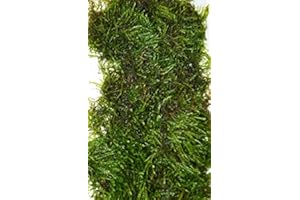 DK Aquatics VESICULARIA LIVE AQUARIUM CHRISTMAS JAVA MOSS 10g-100g (50g)