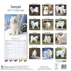 Samoyed