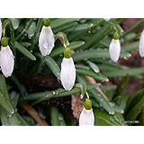 Galanthus nivalis Samen 200 Stück Gemeinsame Schneeglöckchen Blumensamen Schöne Garten Einfrieren Pflanzen Bonsai Balkon Blum