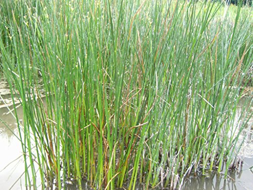 Mühlan – 7 Bund / Portionen Wasserpest für den Gartenteich, Sauerstoffpflanzen für den Teich, winterharte Sorte - 5