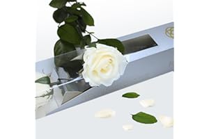 GDECORA Rosa Preservada Natural Blanca Perl de 35cm con Tallo – Flor Eterna para Regalo Romántico, Mujer, Día de la Madre, Cumpleaños y Ramos Decorativos