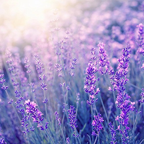Basisches Badesalz Lavendel, 1000g, Basischer Badezusatz Lavendel, Basenbad zur Entspannung, Kokoderma Balancesana®, Lavendel-Badezusatz, Basenbadesalz, Badesalz für Säure-Basen-Kur, Säurehaushalt regulieren durch Badeosmose mit Basen-Bad - 4