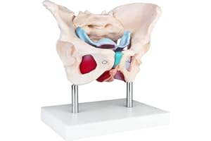 ‎MEDMOD MedMod Anatomie Modell weiblicher Beckenboden, weibliches Becken, 24 x 18 x 17 cm, für Schule, Studium und Anatomie-Training, Lehrmodell