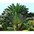 Seedeo Baum des Reisenden Ravenala madagascariensis 8 Samen