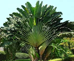 Seedeo Baum des Reisenden Ravenala madagascariensis 8 Samen