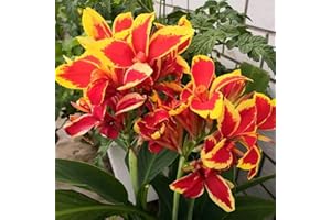 FStening 4 Pezzi Rosso Con Bordo Giallo Canna Indica Bulbi Varietà Speciali Adatte A Qualsiasi Coltivatore Professionista Principiante Del Giardino Piantato All'aperto