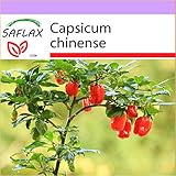 10 semillas por paquete SAFLAX - Chile habanero red antilles - 10 semillas - Capsicum chinense
