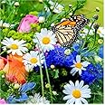 Stickers Pour Boîte Aux Lettres Papillon - 30x30 Cm - ADS - Neuf
