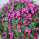  AGROBITS RTOR: bo BF7E 100PcsGreen Phyllo s Garden Supply