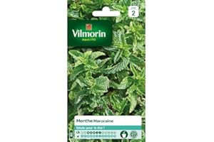 Menthe Marocaine Vilmorin