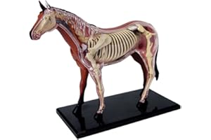 Générique Modèle 4D d'anatomie du Cheval - Squelette Animal, biologie détachable, 26 pièces pour Clinique vétérinaire, Formation et enseignement Scolaire