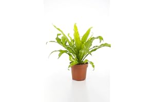 DELVIVERODIRECT Helecho Asplenium - Planta Natural - Planta Interior - DELVI - Altura 35cm